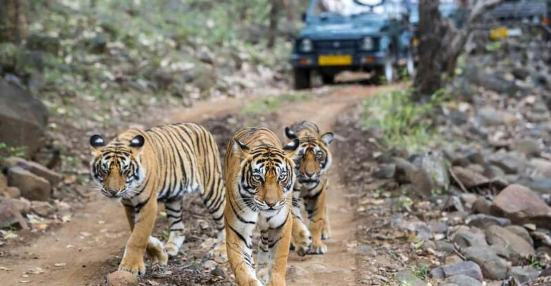 Delhi Agra Jaipur Ranthambore 7 Days Golden Triangle Tour - Inclusions