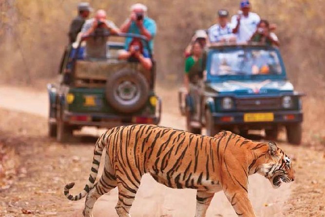 Delhi Agra Jaipur Ranthambore Tigers 6 Days Tour From Delhi - Good To Know
