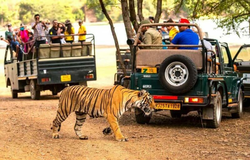 Delhi: Ranthambore National Park 3-Day Tour with Safari. - The Itinerary in Detail: What You Can Expect