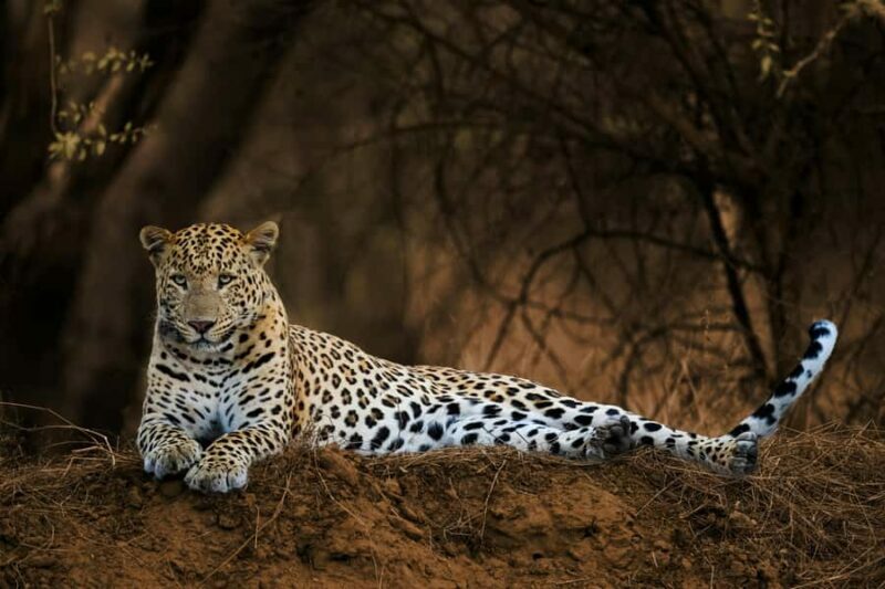 Delhi: Ranthambore National Park 3-Day Tour with Safari. - A Few Caveats and Considerations
