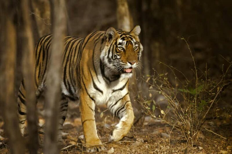 Delhi: Ranthambore National Park 3-Day Tour with Safari. - The Sum Up