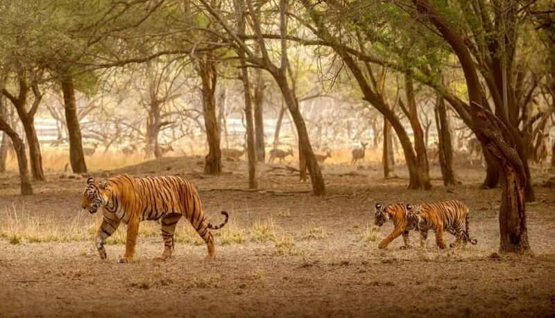 Delhi: Ranthambore National Park 3-Day Tour with Safari. - FAQ