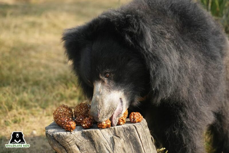 Delhi: Taj Mahal, Elephant & Bear Rescue Center Tour By Car - Important Information