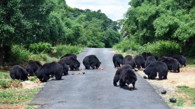 Delhi: Taj Mahal, Elephant & Bear Rescue Center Tour By Car - Pickup and Drop-Off