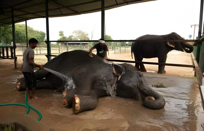 Delhi: Taj Mahal, Elephant & Bear Rescue Center Tour By Car - Recap