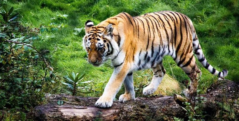 Delhi to Jim Corbett Transfer - Transportation Details