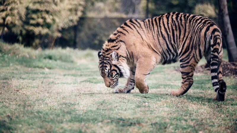 Delhi to Ranthambhore Overnight Tour/Tiger Safari By Car - Key Points