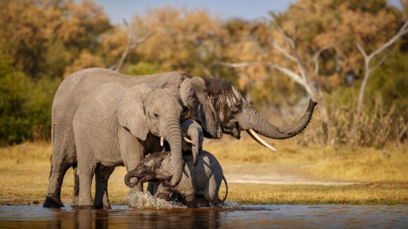 Delhi to Ranthambhore Overnight Tour/Tiger Safari By Car - Itinerary and Experience