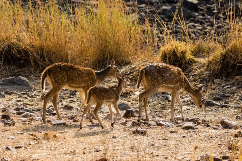 Delhi to Ranthambhore Overnight Tour/Tiger Safari By Car - Inclusions and Transportation