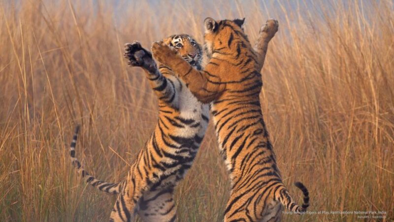 Delhi to Ranthambhore Overnight Tour/Tiger Safari By Car - Guides and Accessibility
