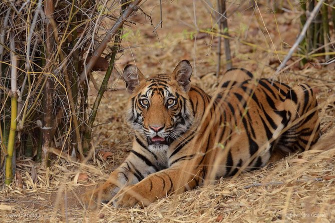 Delhi Zoo White Tigers & Lions With Old Fort Visit - Highlights of Delhi Zoo