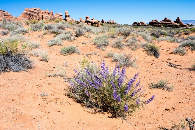 Delicate Arch Trail Self-Guided Audio Walking Tour - Accessibility and What to Bring