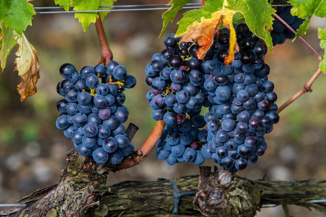 Delightful Tuscany Wine Experience in Charming Places - Accessibility and Dress Code
