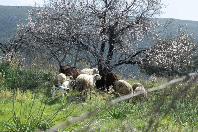 Delphi: Easy Hike on Ancient Path Through the Olive Groves - Inclusions and Logistics