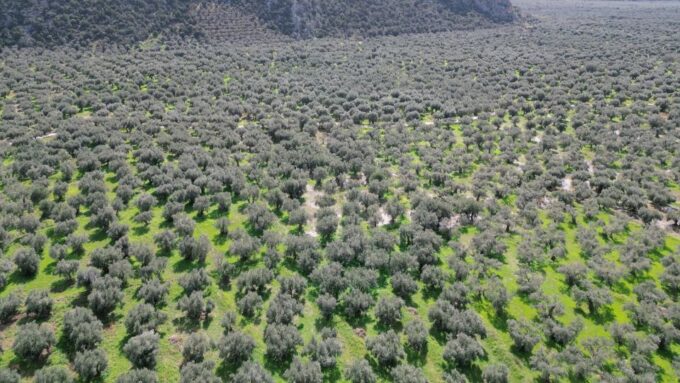 Delphi: Easy Hike on Ancient Path Through the Olive Groves - What to Bring