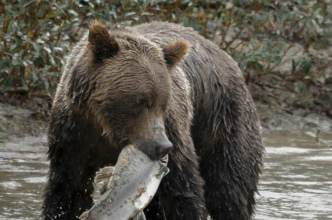 Deluxe Grizzlies and Culture Tour in Campbell River - Frequently Asked Questions
