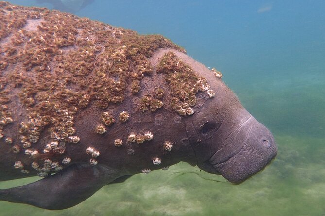 Deluxe Manatee Swim Tour - Meeting and End Point