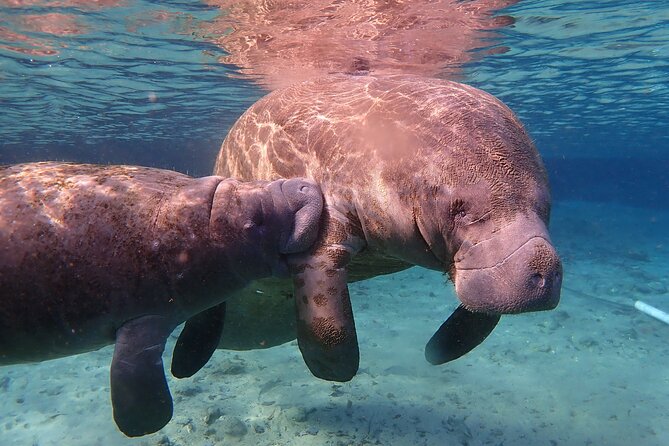 Deluxe Manatee Swim Tour - Tour Policies