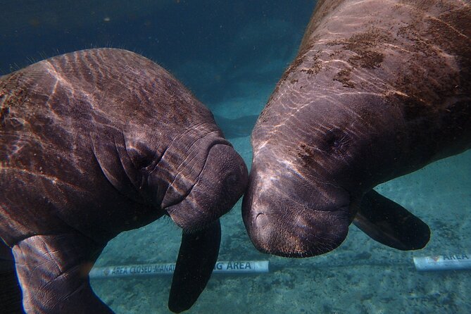 Deluxe Manatee Swim Tour - Exploring Floridas Flora and Fauna