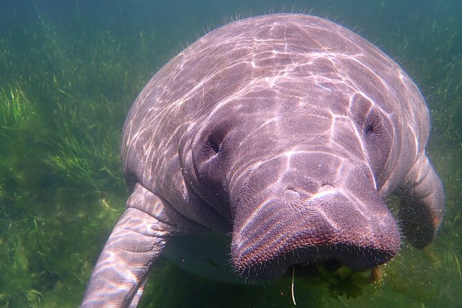 Deluxe Manatee Swim Tour - Snorkeling With Manatees