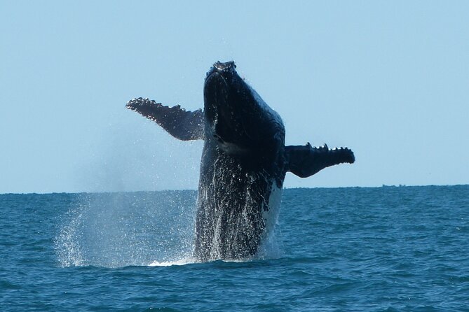Deluxe Mega Fauna Humpback or Whaleshark Swim Ningaloo Reef - Seasonal Wildlife Encounters at Ningaloo