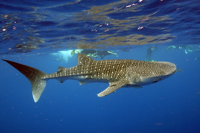 Deluxe Mega Fauna Humpback or Whaleshark Swim Ningaloo Reef - Health and Safety Considerations