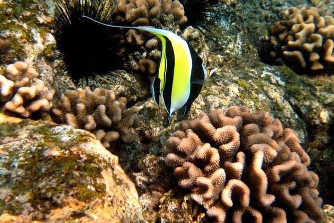 Deluxe Morning Snorkeling Adventure - Accessibility and Fitness Requirements