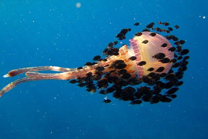 Deluxe Morning Snorkeling Adventure - Group Size and Capacity