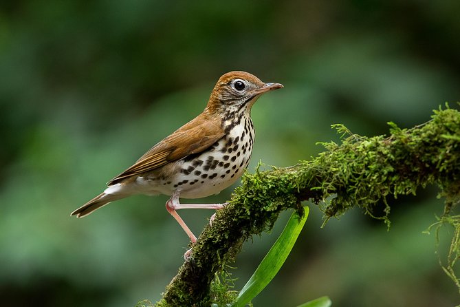 Deluxe Private Bird Watching Tour | Manuel Antonio - Inclusions