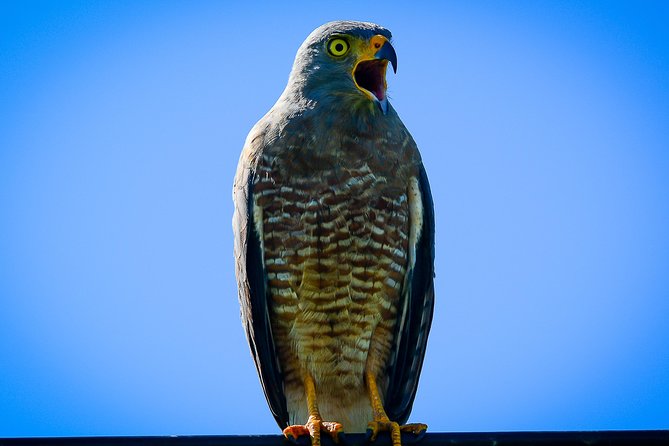 Deluxe Private Bird Watching Tour | Manuel Antonio - Tour Logistics