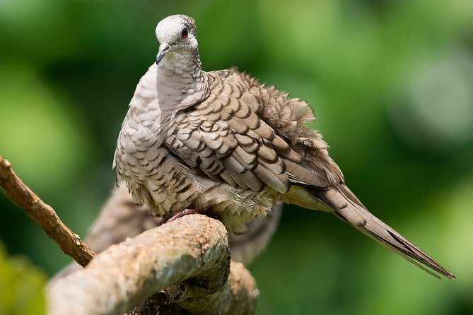 Deluxe Private Bird Watching Tour | Manuel Antonio - Guide Expertise
