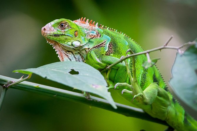 Deluxe Private Manuel Antonio Park Tour - Inclusions
