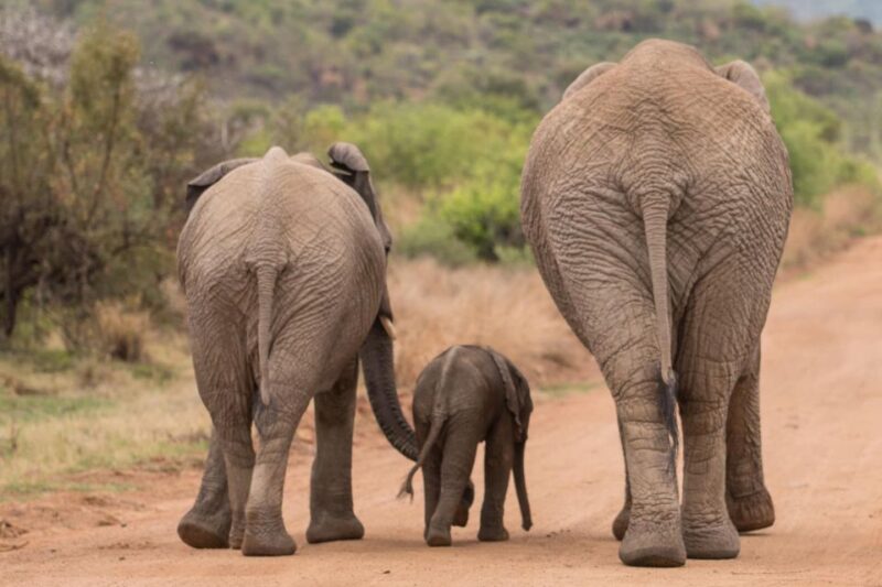 Deluxe Safari of Pilanesberg Nature Reserve - Witnessing the Majestic Big 5