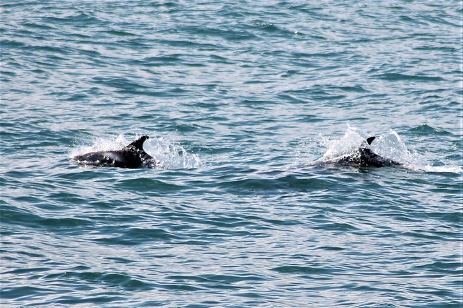 Deluxe Whale Watching and Whales of Iceland Exhibition Combo From Reykjavik - Whales of Iceland Exhibition