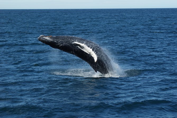 Deluxe Whale Watching and Whales of Iceland Exhibition Combo From Reykjavik - Tour Pricing and Packages