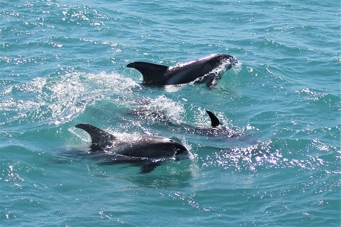 Deluxe Whale Watching and Whales of Iceland Exhibition Combo From Reykjavik - Enriching Whale Watching Experiences