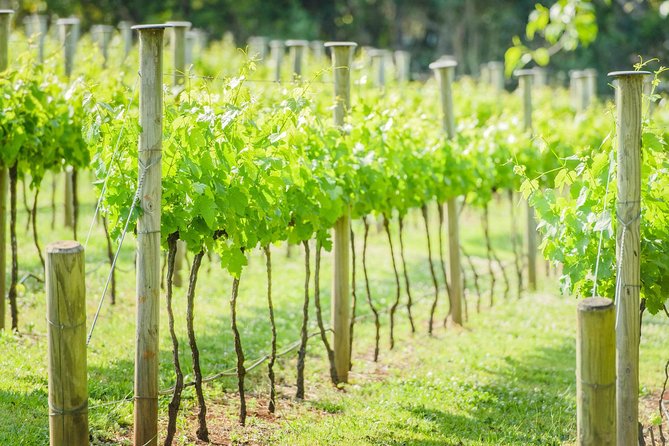 Deluxe Wine Tour to Tamborine Mountain, Includes Two Course Lunch - Meeting Point Options