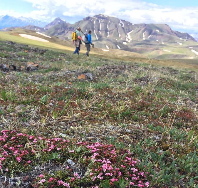 Denali: 5-Hour Guided Wilderness Hiking Tour - Experience and Activities
