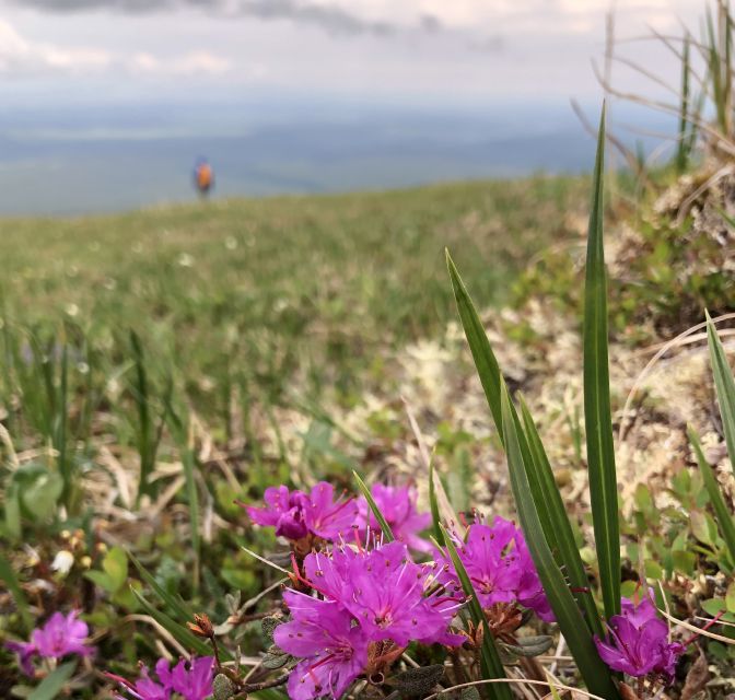 Denali: Denali National Park Walking Tour - Restrictions and Recommendations