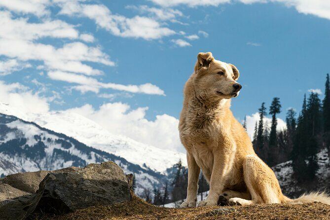Denali Husky Kennel & Brewpub Visit  Half-Day Experience - What’s Included and What’s Not