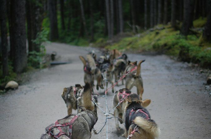 Denali Husky Kennel & Brewpub Visit  Half-Day Experience - Final Thoughts: Is This Tour Right for You?