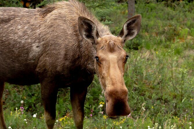 Denali in a Day Sightseeing Package - Final Thoughts