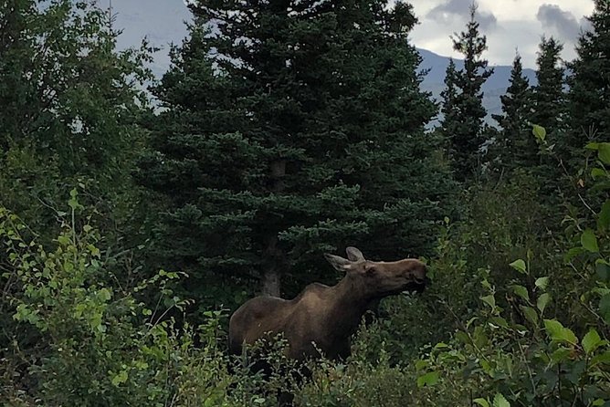 Denali National Park Walking Tour - Participant Recommendations