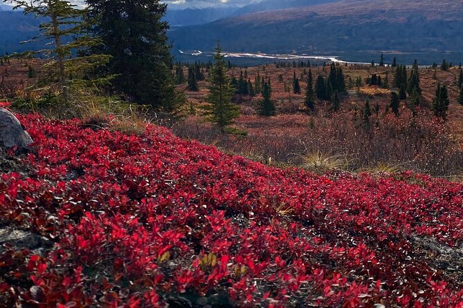 Denali National Park Walking Tour - Tour Policies and Restrictions