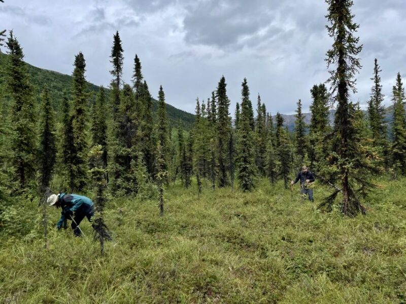 Denali: Naturalist Walking Tour in Denali National Park - What to Expect