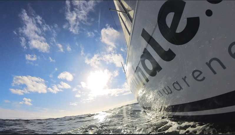 Denia: Sunset Electric Sailboat Cruise With Dolphin Spotting - Key Points