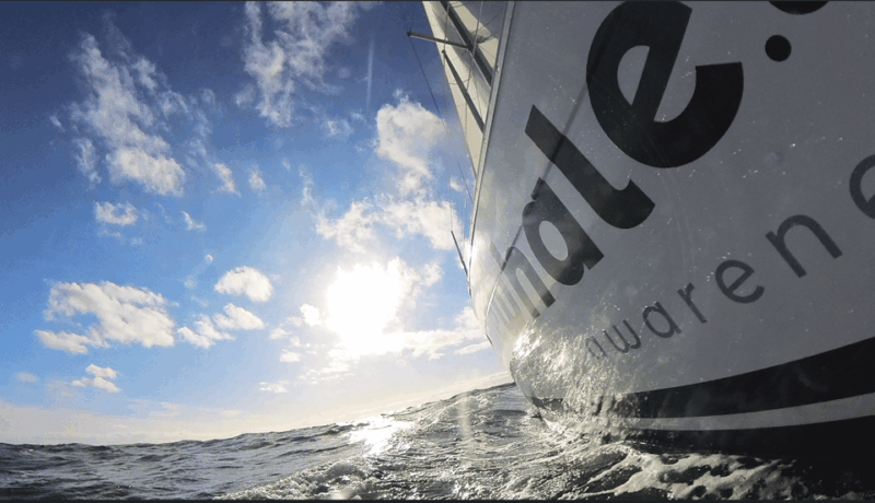 Denia: Sunset Electric Sailboat Cruise With Dolphin Spotting - Whats Included