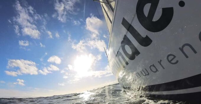 Denia: Sunset Electric Sailboat Cruise With Dolphin Spotting - Weather Conditions and Cancellations