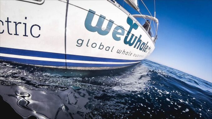 Denia: Whale and Dolphin Watching Morning Experience - Whale and Dolphin Sightings