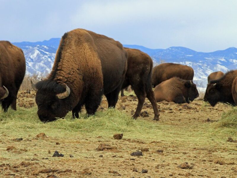 Denver: Get High on a Mountain Tour With Sunset Views - Key Points
